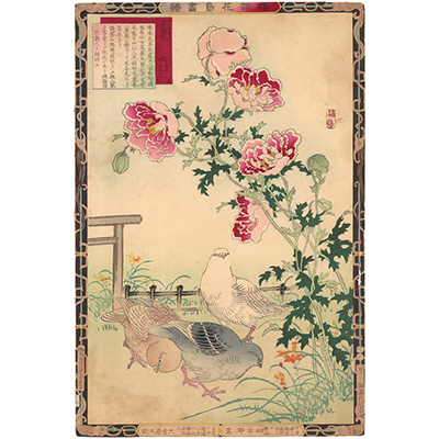 楳嶺 「楳嶺花鳥画譜　麗春花　鳩」