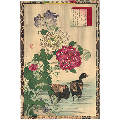 楳嶺 「楳嶺花鳥画譜　芥子　鷭」