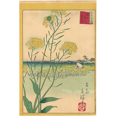 広重二代 「東京名所三十六花撰　小松川菜の花」